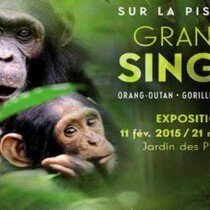 Bannière-sur-la-piste-des-grands-singes